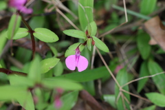 Impatiens diversifolia